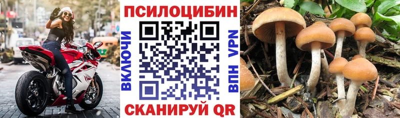 Галлюциногенные грибы Psilocybe Дудинка